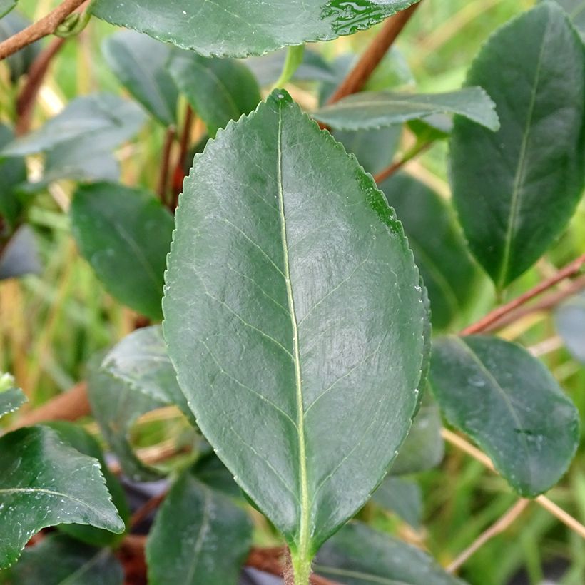 Camélia d'automne - Camellia sasanqua Cleopatra (Foliage)