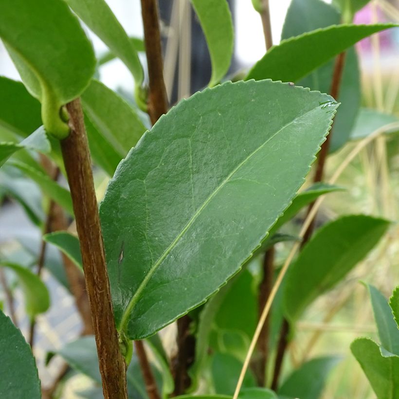 Camélia d'automne - Camellia sasanqua Kanjiro (Foliage)