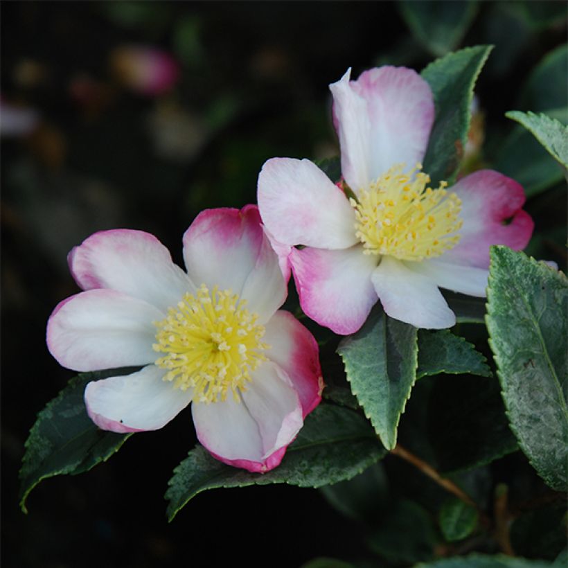 Camélia d'automne panaché - Camelia sasanqua Variegata  (Flowering)