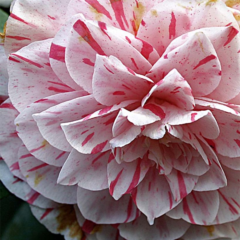 Camélia Bonomiana - Camellia japonica (Flowering)