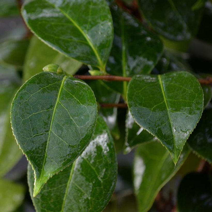 Camélia classique - Camellia Botanyuki (Foliage)