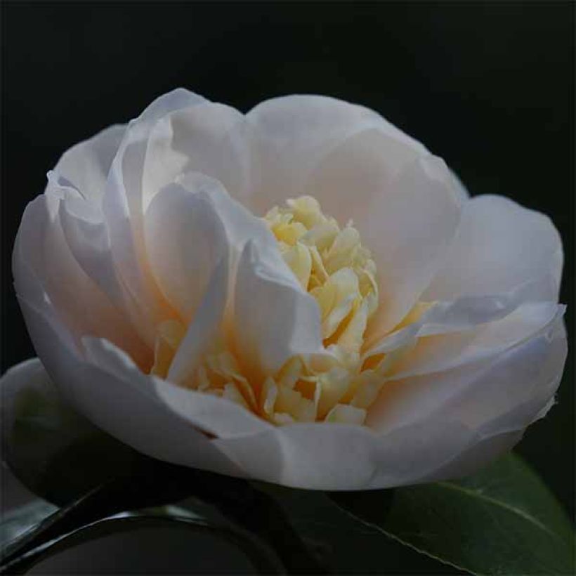 Camélia classique - Camellia Botanyuki (Flowering)