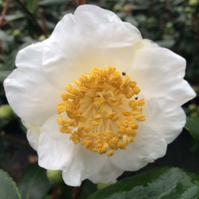 Camelia Fuji - Camellia japonica de Higo (Flowering)