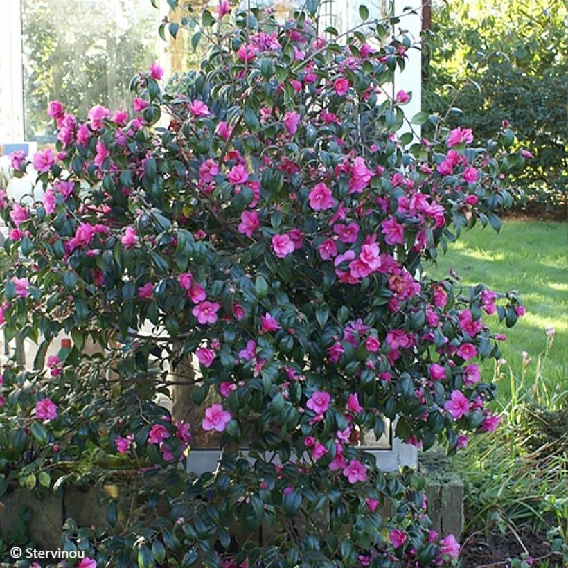 Camélia champêtre Gay Baby (Plant habit)