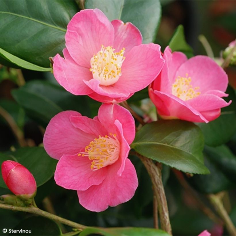 Camélia champêtre Koto No Kaori  (Flowering)