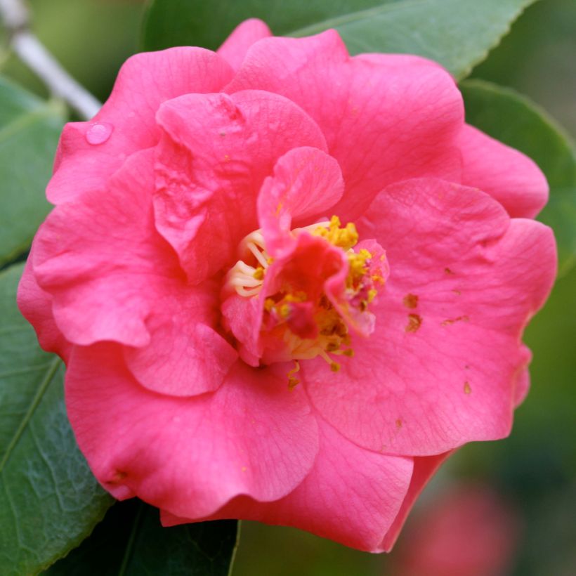 Camélia Lady Campbell - Camellia japonica (Flowering)