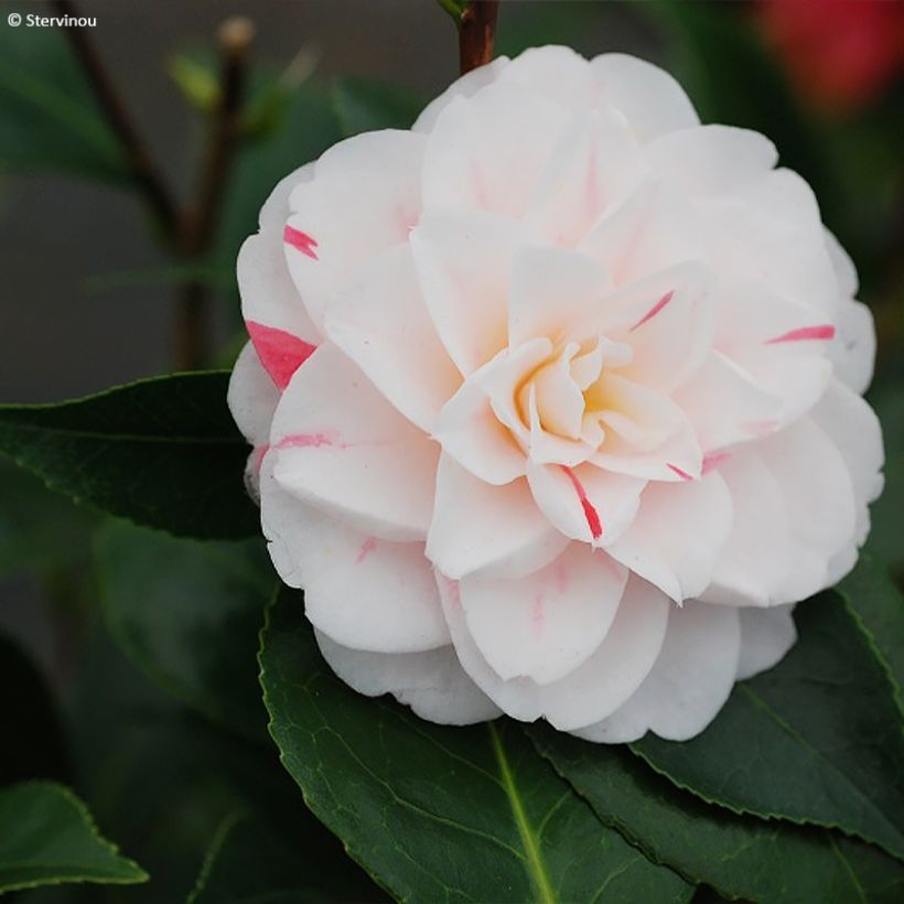 Camélia Stacy Susan - Camellia japonica (Flowering)