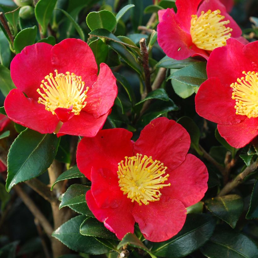 Camélia d'automne - Camellia sasanqua Yuletide (Flowering)