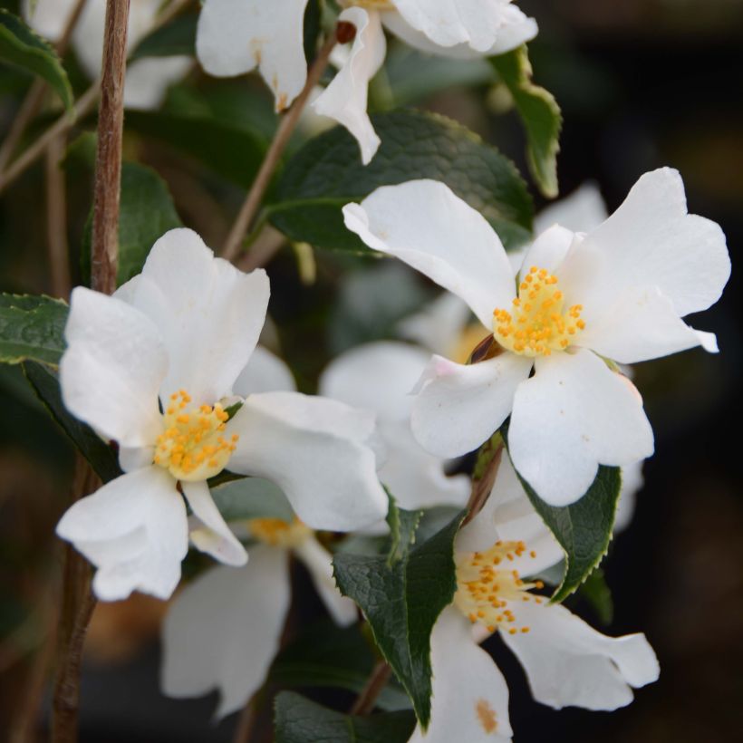Camélia grijsii - Camellia (Flowering)
