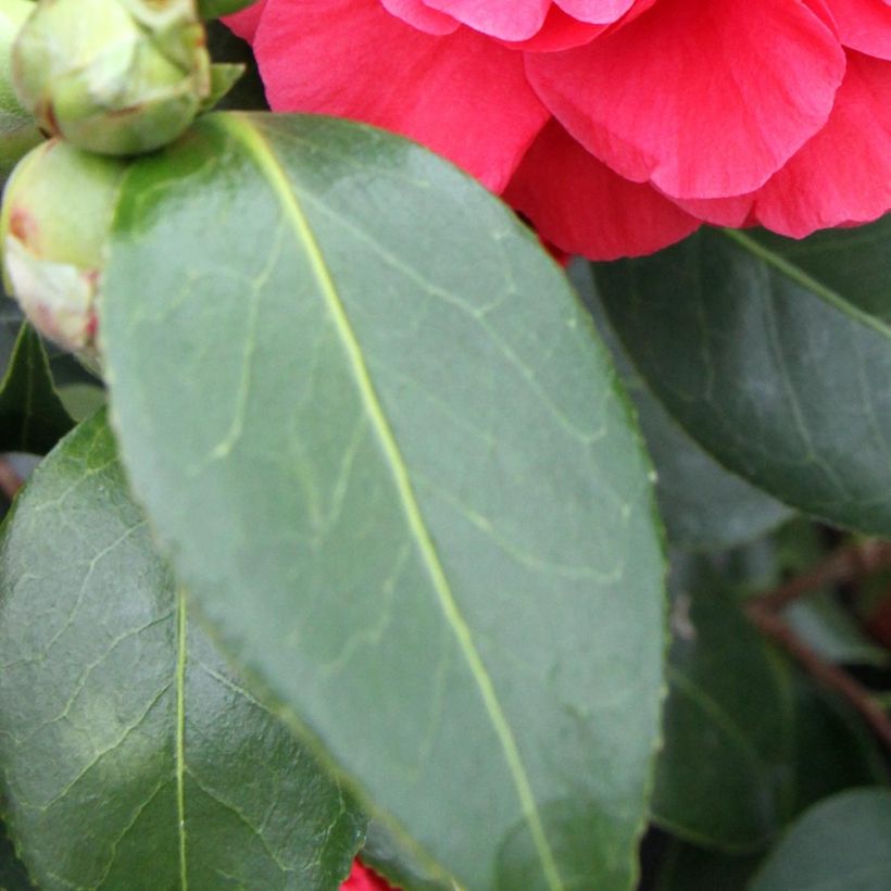 Camélia Blood of China - Camellia japonica (Foliage)