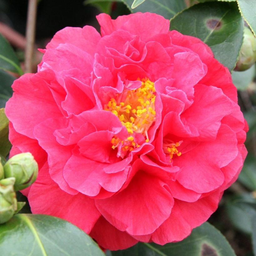 Camélia Blood of China - Camellia japonica (Flowering)