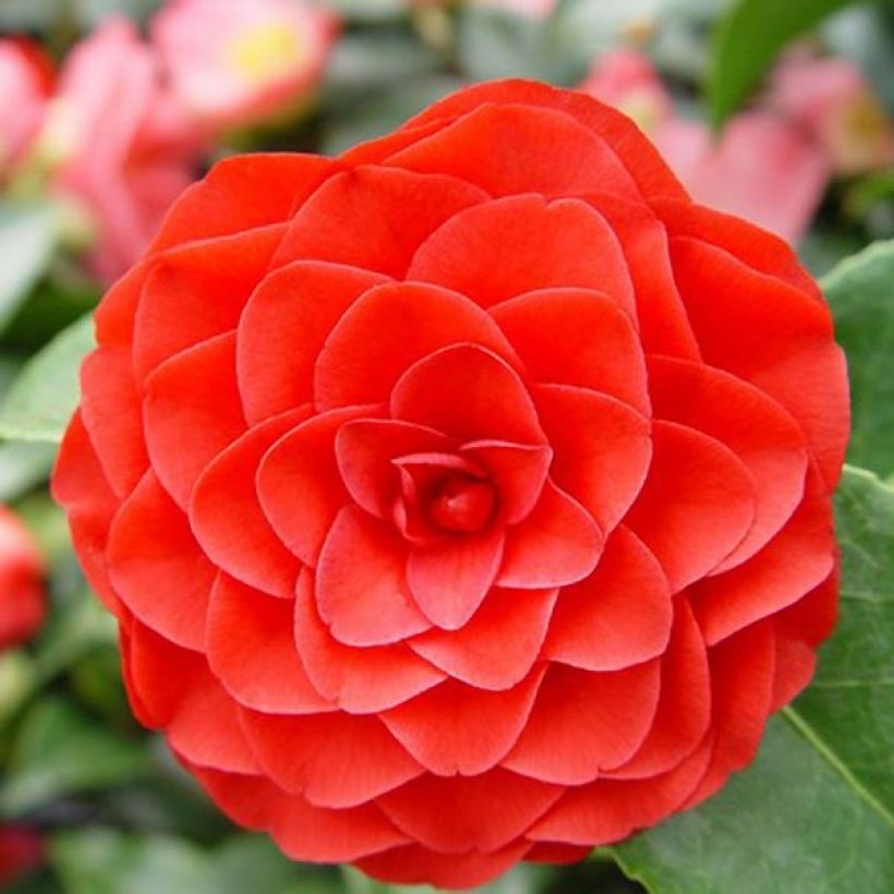 Camélia Roger Hall - Camellia japonica (Flowering)