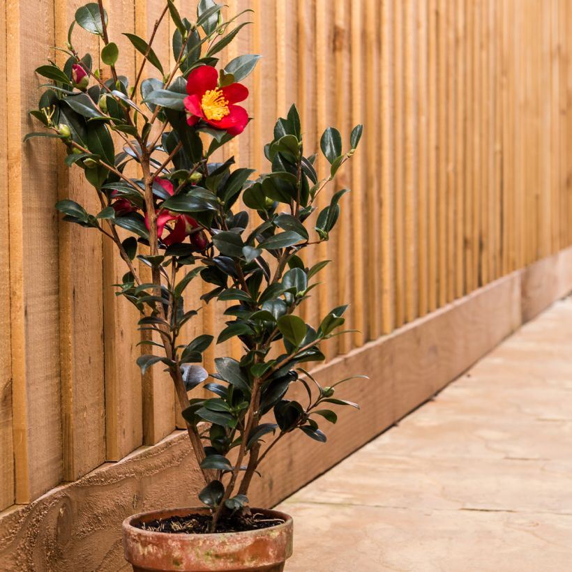 Camélia d'automne - Camellia sasanqua Yuletide (Plant habit)