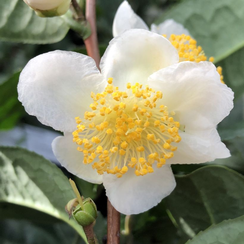 Camellia sinensis Théojardin - Théier (Flowering)