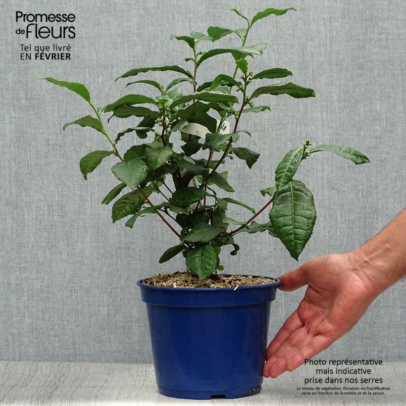 Example of Camellia sinensis Théojardin - Théier Pot de 2L/3L as you get in automne