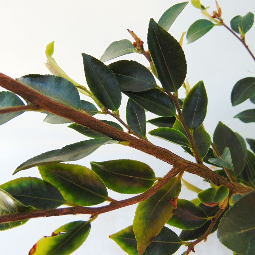 Camellia transnokoensis - Camélia botanique (Foliage)