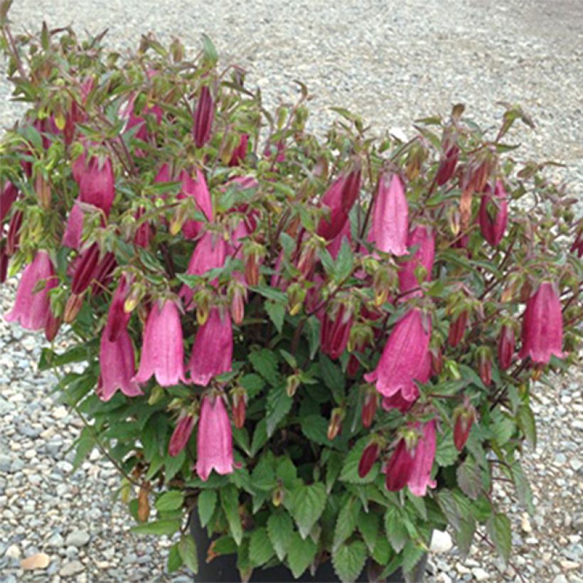 Campanule hybride Ringsabell Mulberry Rose (Plant habit)