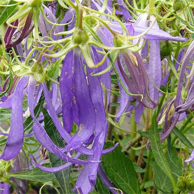 Campanule hybride Blue Octopus (Flowering)