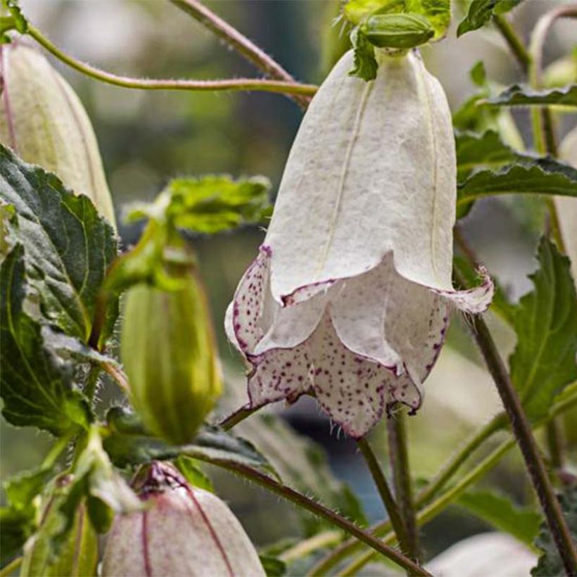 Campanula punctata Milky Way - Campanule hybride (Flowering)