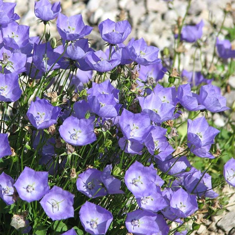 Campanule carpatica - Campanule des Carpates (Flowering)