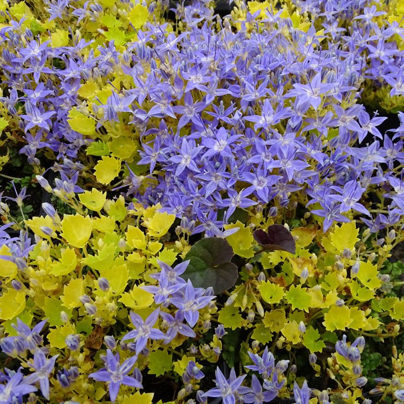 Campanula garganica Dickson s Gold - Campanule étoilée (Plant habit)