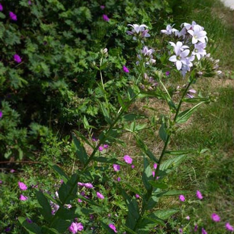 Campanula lactiflora Loddon Anna - Campanule laiteuse  (Plant habit)