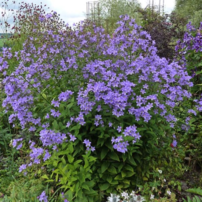 Campanula lactiflora Prichard's Variety - Campanule laiteuse  (Plant habit)