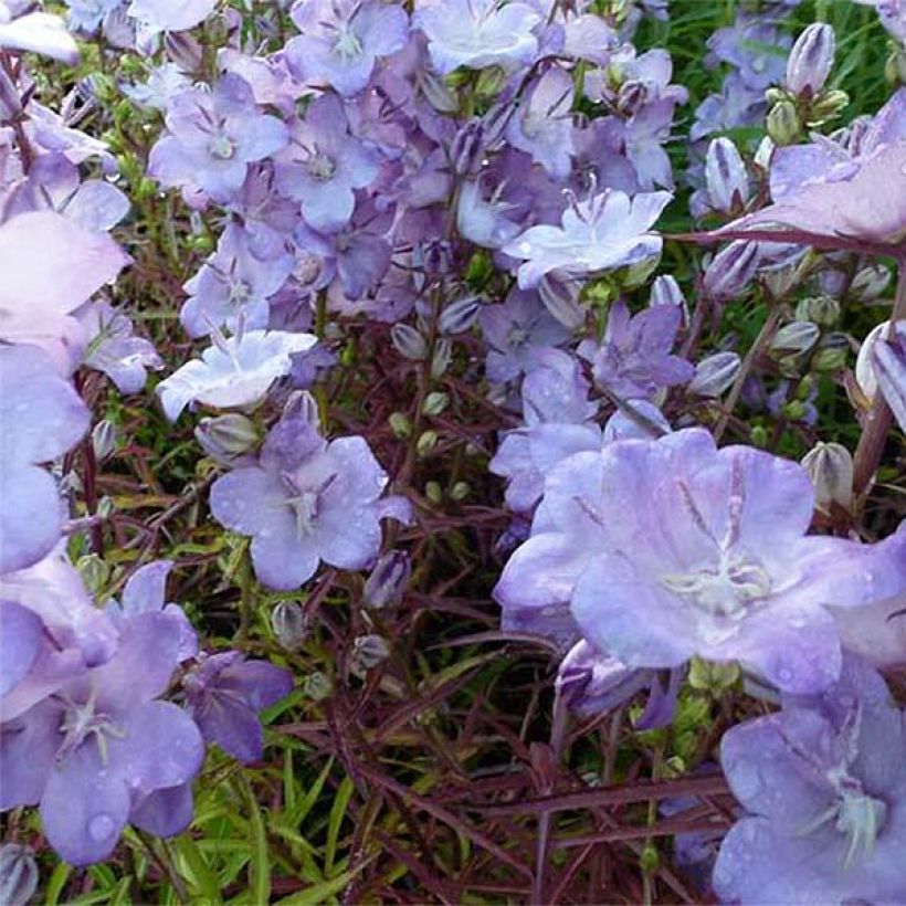 Campanule persicifolia Hidcote Amethyst - Campanule à feuilles de pêcher (Flowering)