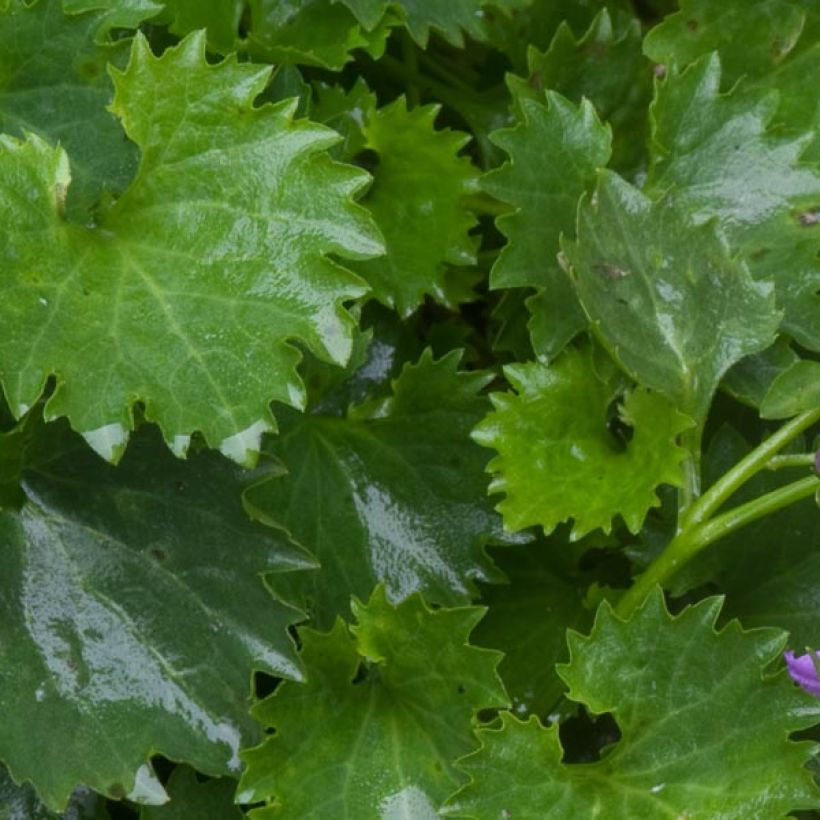 Campanule poscharskyana (Foliage)
