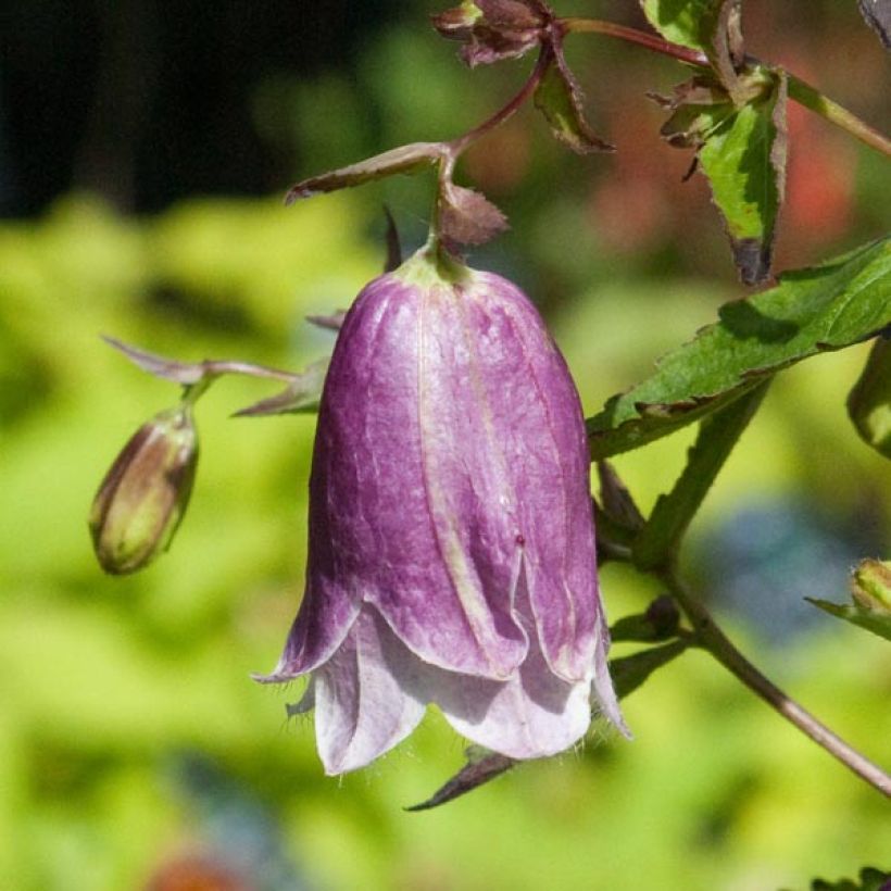 Campanule hybride Pantaloons (Flowering)