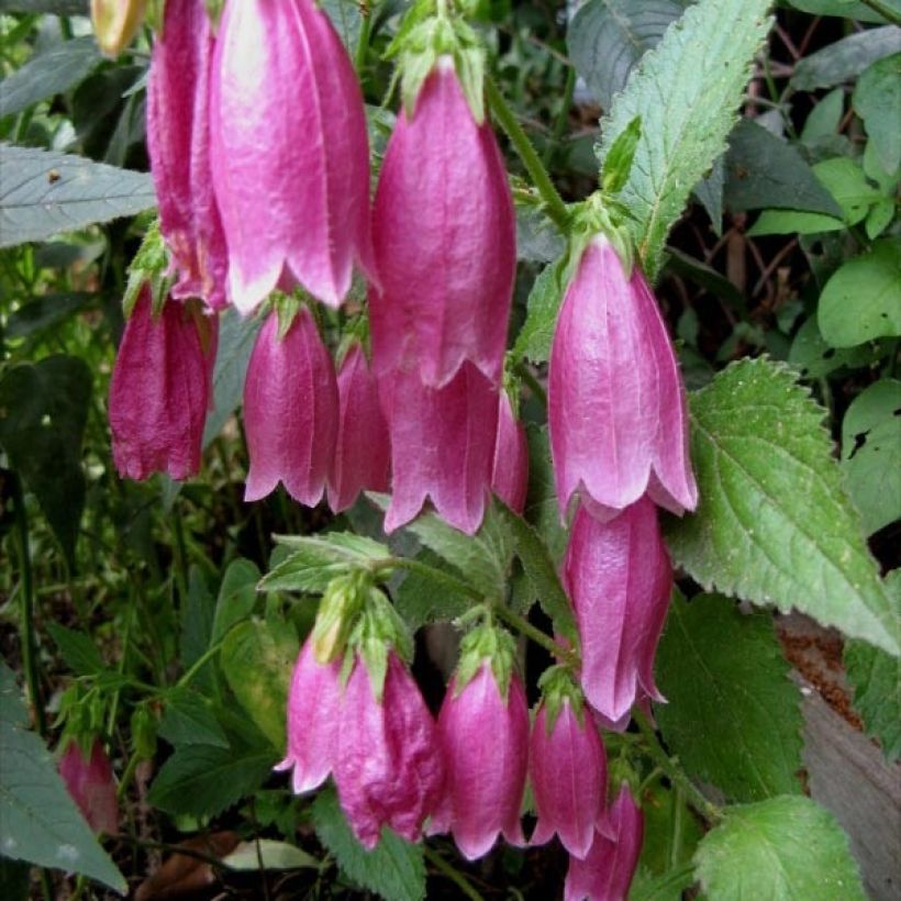 Campanula punctata Rubriflora - Campanule ponctuée (Foliage)