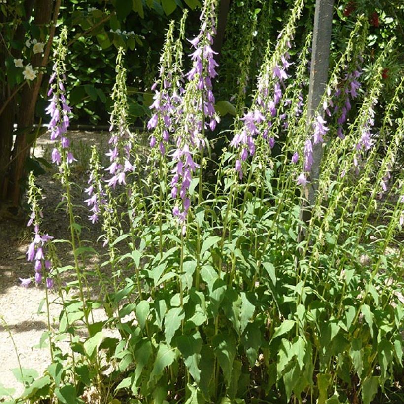 Campanula rapunculoides - Campanule fausse raiponce (Plant habit)