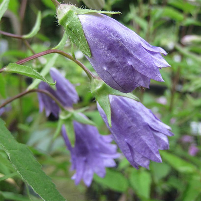 Campanula trachelium Bernice - Campanule gantelée (Flowering)