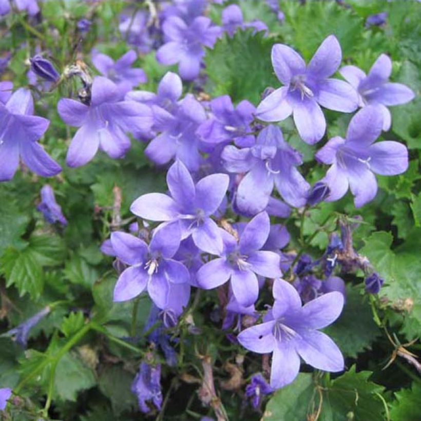 Campanule des murs - Campanula portenschlagiana (muralis) (Plant habit)