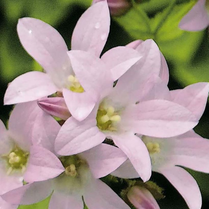 Campanula lactiflora Loddon Anna - Campanule laiteuse  (Flowering)