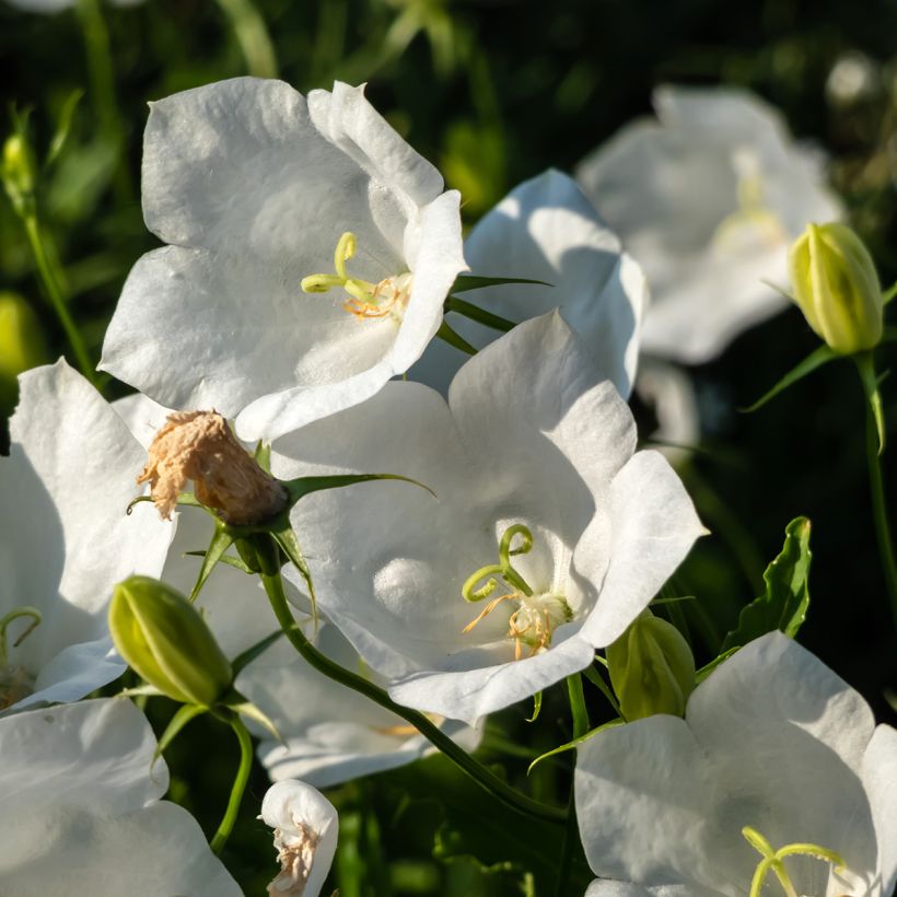 Campanule carpatica Alba - Campanule des Carpates (Flowering)