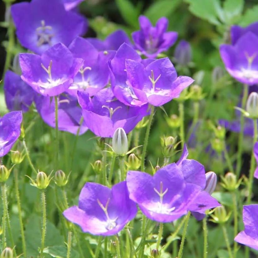 Campanule carpatica Clips bleue - Campanule des Carpates (Flowering)