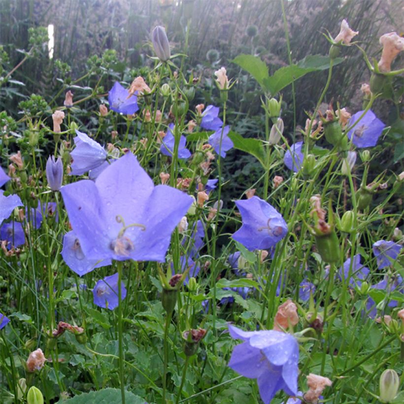 Campanule carpatica Molly Pinsent (Flowering)