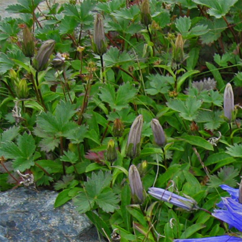 Campanule chamissonii Major (Foliage)