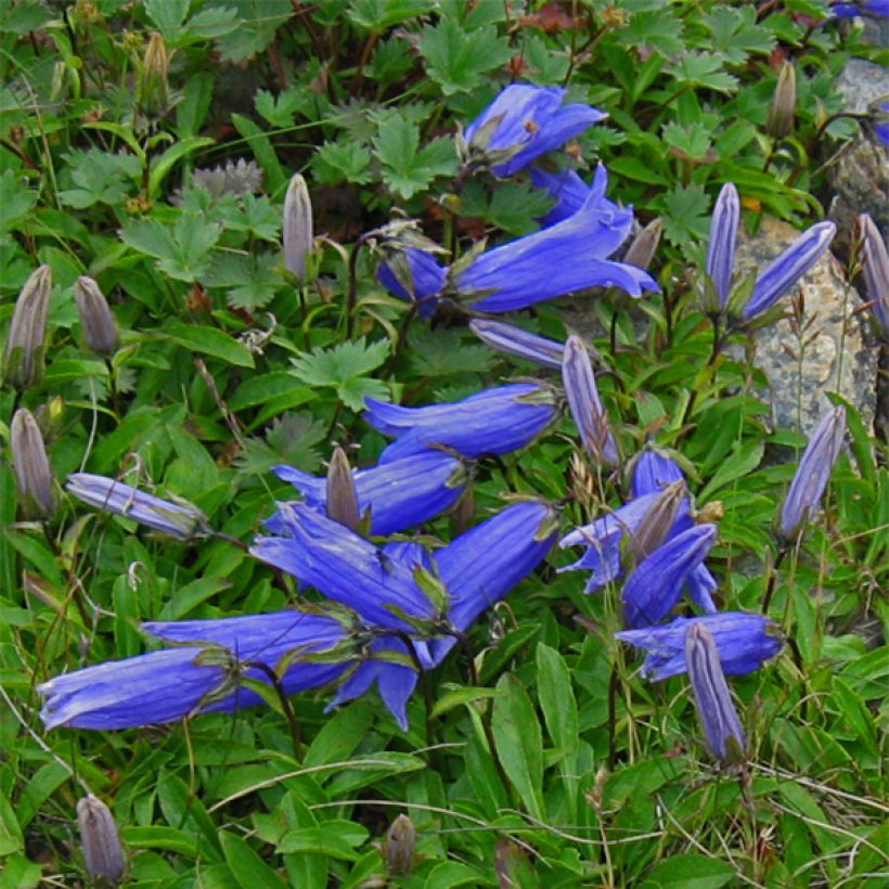 Campanule chamissonii Major (Flowering)