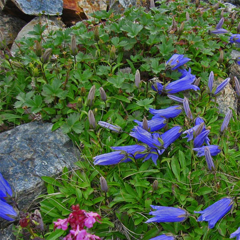 Campanule chamissonii Major (Plant habit)