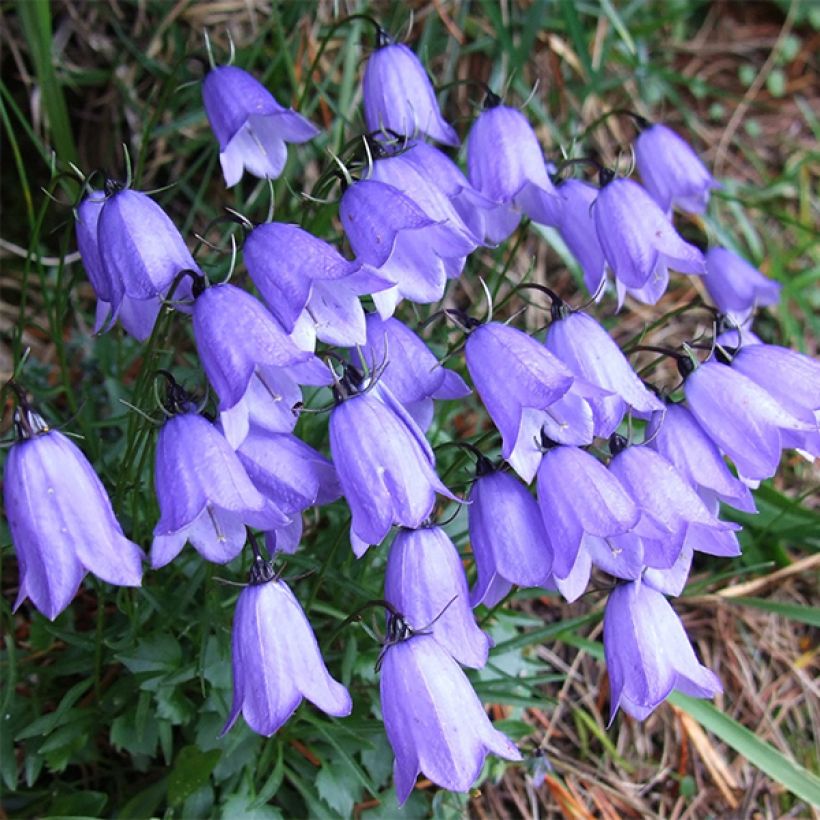 Campanula cochleariifolia - Campanule à feuilles de cochléaire (Flowering)