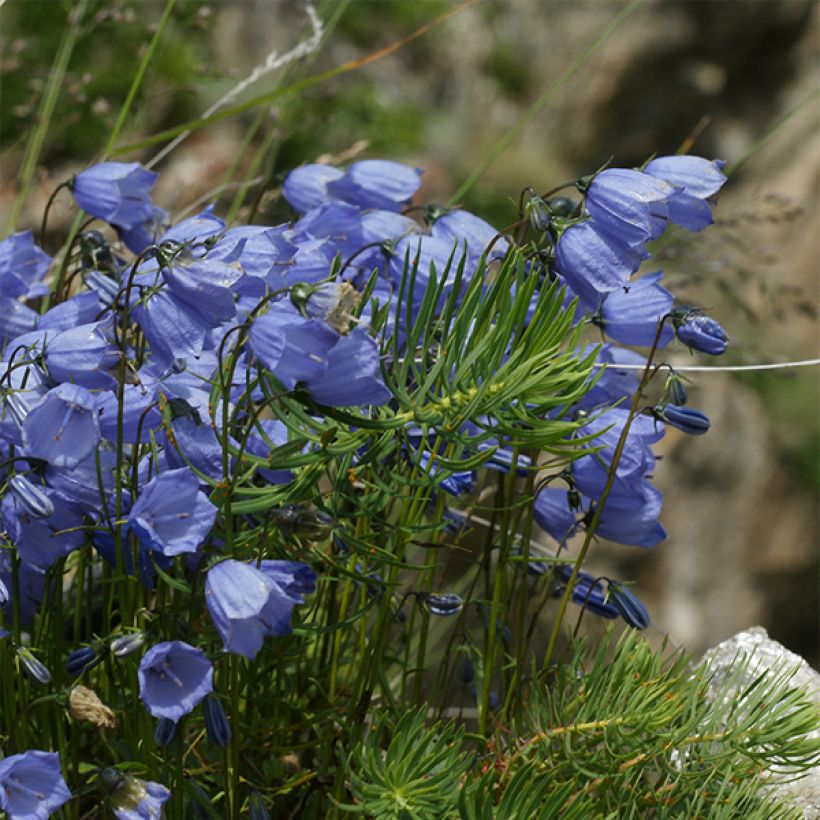 Campanule cochleariifolia Bavaria Blue (Plant habit)