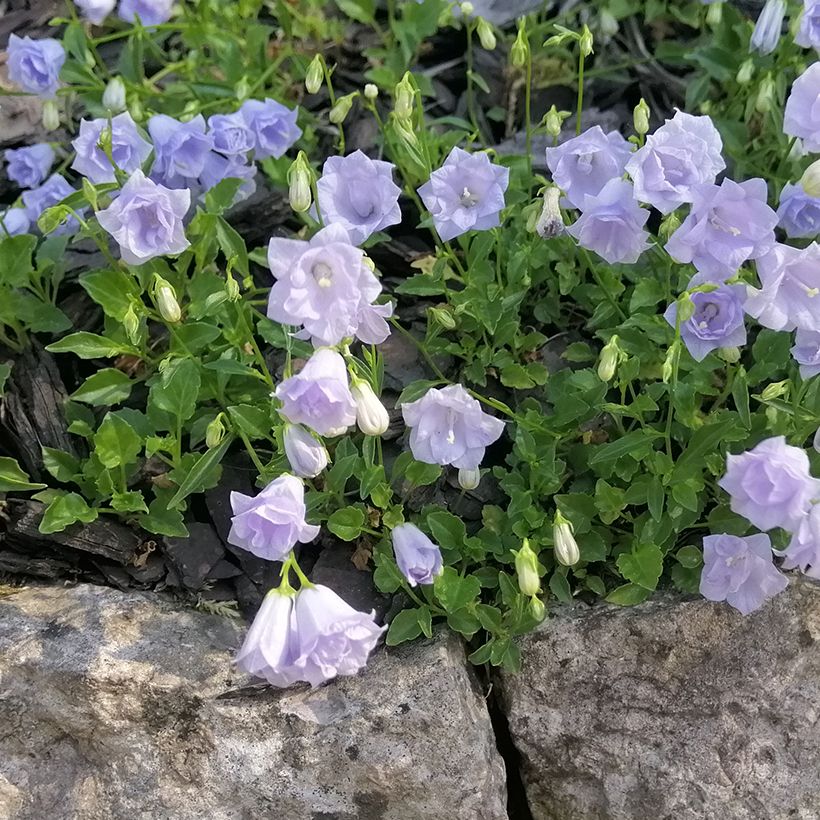 Campanule fluette - Campanula cochlearifolia Elizabeth Oliver (Plant habit)