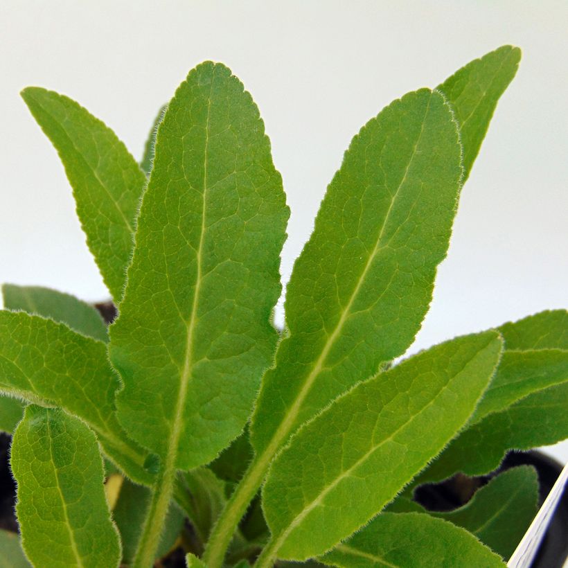 Campanule glomerata Acaulis - Campanule à bouquets (Foliage)