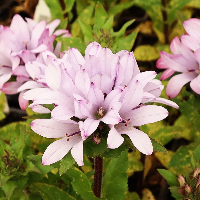 Campanule glomerata Caroline (Flowering)