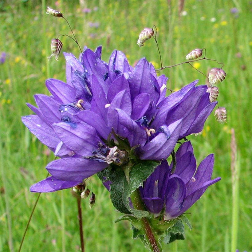 Campanule glomerata var. dahurica (Flowering)