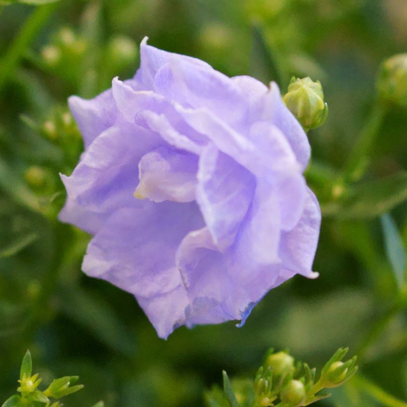 Campanule haylodgensis Plena (Flowering)
