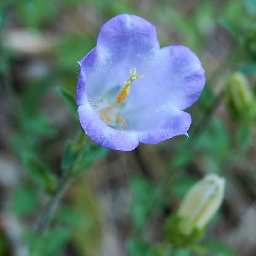 Campanule haylodgensis Yvonne (Flowering)