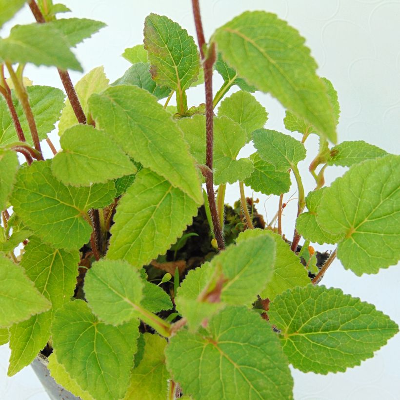 Campanule hybride Ringsabell Mulberry Rose (Foliage)